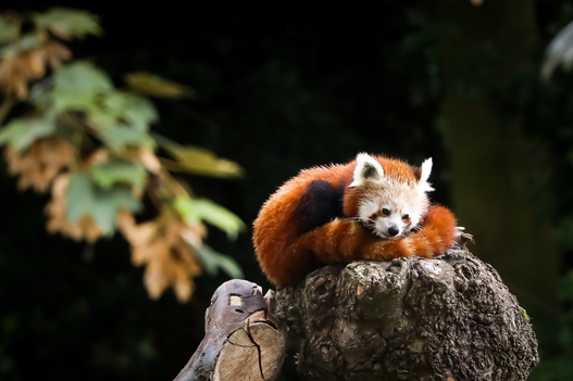 panda roux