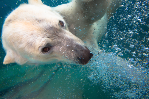 zoo mulhouse