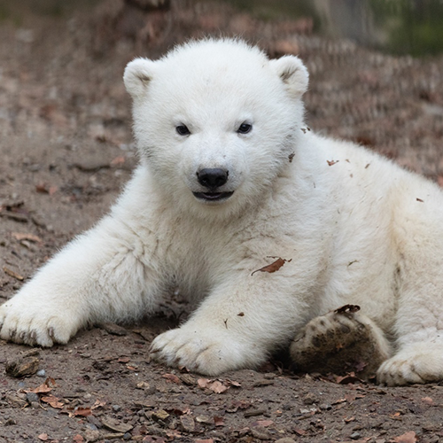 ours